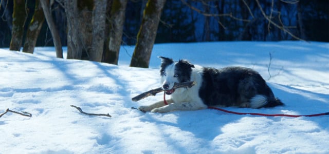 Snoop the dog laying down in the snow with a stick in his mouth.