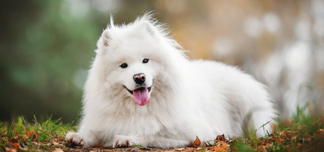 A samoyed laying down on the floor.