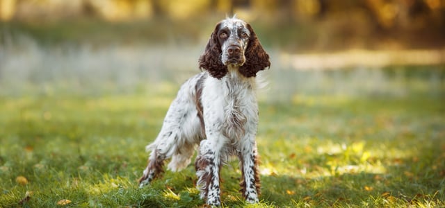 A liver and white springer spaniel standing on grass.