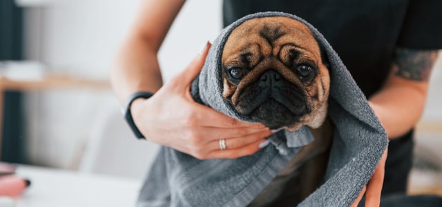 A Pug wrapped in a towel.