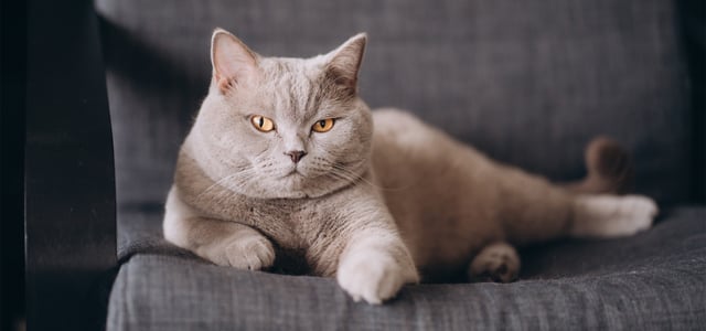 A British Shorthair cat laying on a chair.