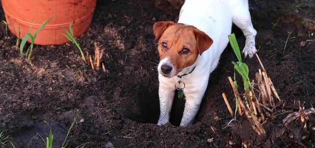 a jack russell digging up vegetables
