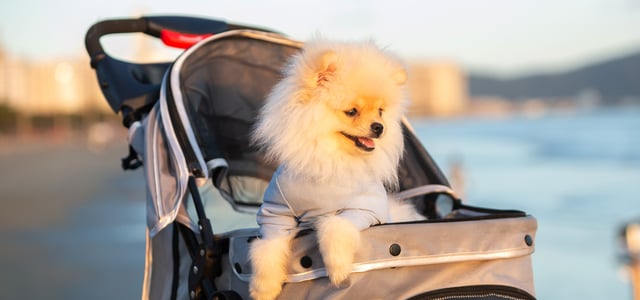 A Pomeranian poking out of a pram at golden hour.