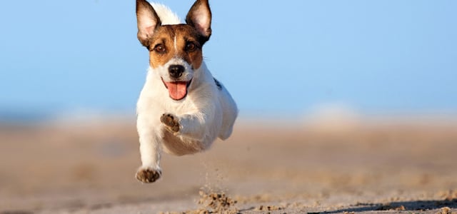 Jack Russell with pointed ears running in the air
