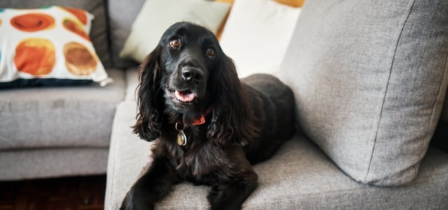 Black Cocker Spaniel lying on a couch