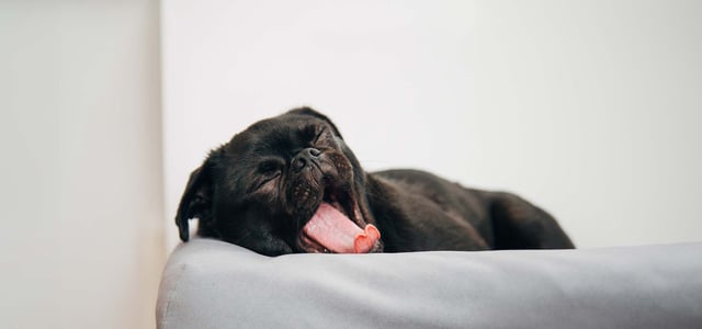 Puppy first night at home, yawning on bed