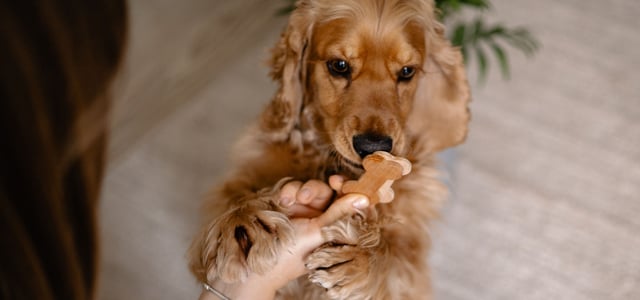 Golden Cocker Spaniel puppy being fed a bone shaped treat