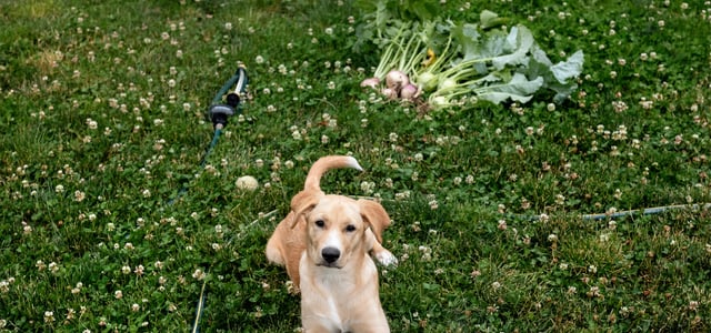 a dog laying on grass in front of a patch of turnips