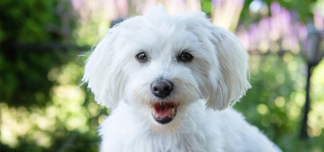white maltipoo outside