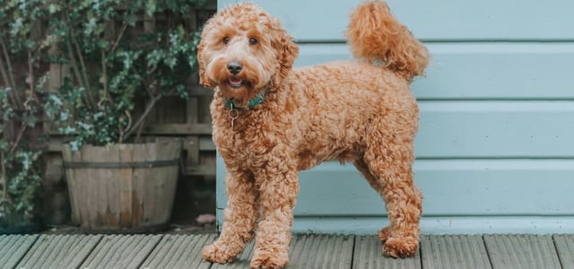 A cute cockapoo with a new haircut