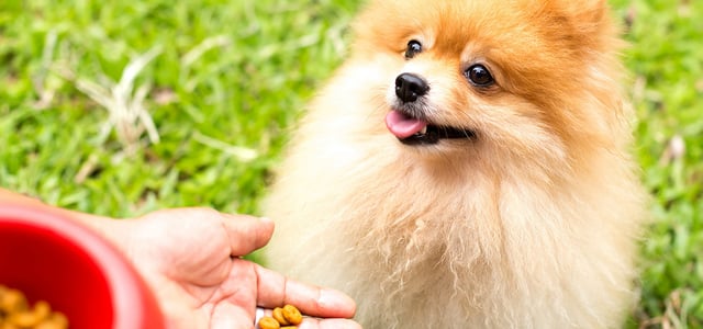 A Pomeranian sitting for a treat.