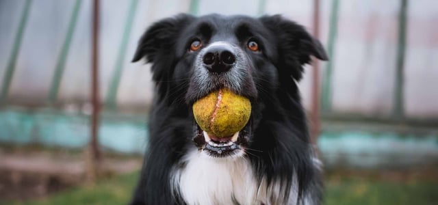 close up of border collie with yellow tennis ball in mouth