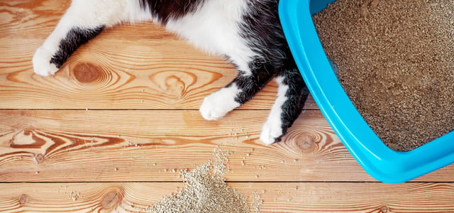 cat laying next to litterbox