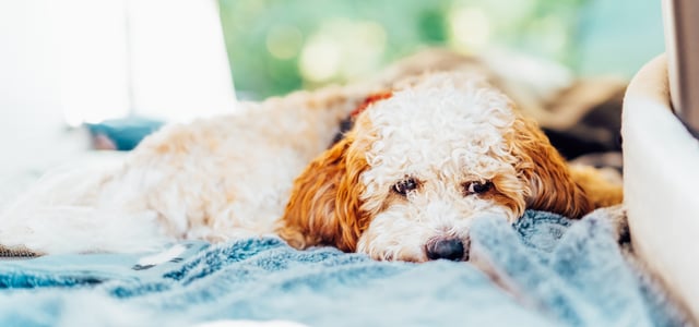 A cream-coloured Cockapoo laying down on a blue blanket.