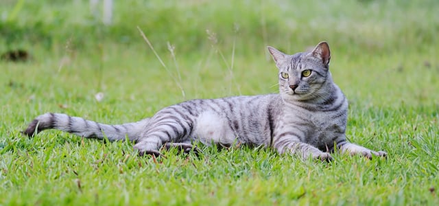 Large grey cat lying on grass