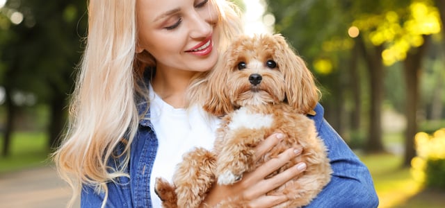 A blonde woman holding a Cavapoo.