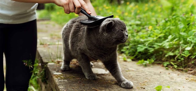 cat getting brushed
