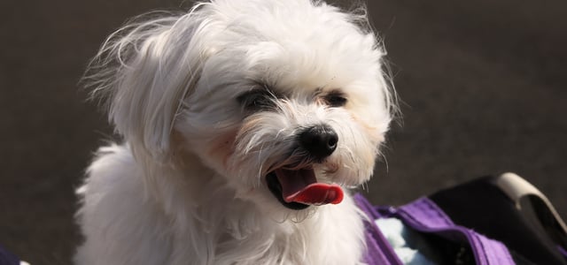 Little white dog with tongue out