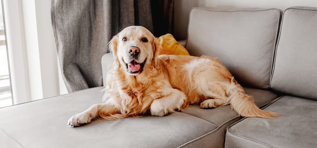 A golden retriever laying down on a sofa.