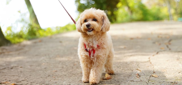 A beige coloured Maltipoo on an outdoor walk.