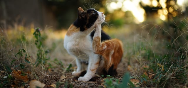 A cat sitting outdoors and itching his chin.
