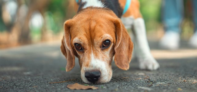 Beagle sniffing a leaf on the ground