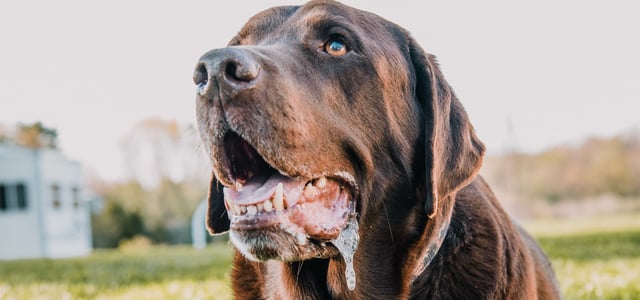 A big brown dog foaming at the mouth.