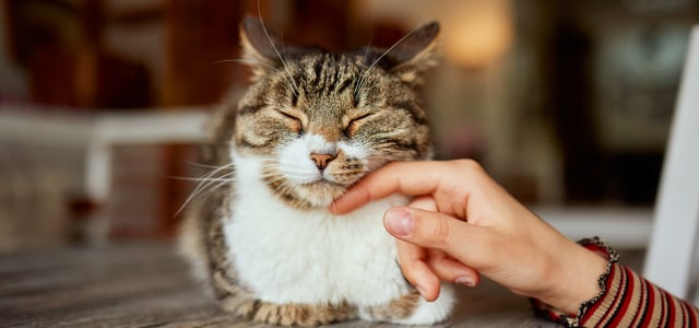 A cat in a loaf position being stroked on the cheek.