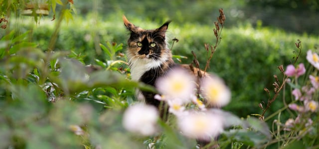 A fluffy cat peeking out behind a flower.