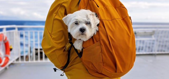 A white dog in a yellow backpack on a ship.