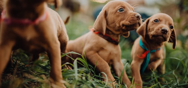 A close up image of 3 puppies laying on grass