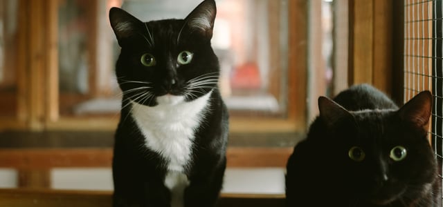 Two cats sitting next to one another.