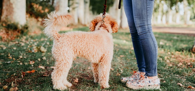 A cream-coloured Cockapoo standing on grass next to his owner wearing jeans.
