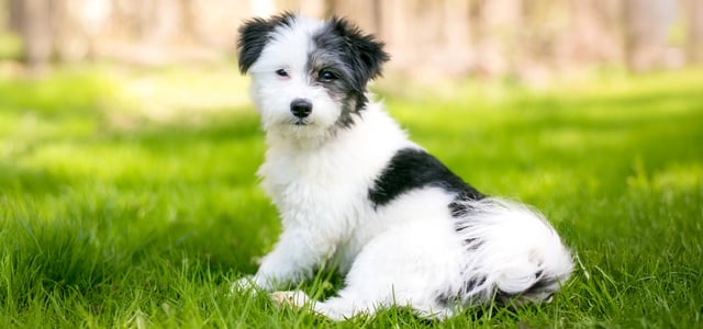 black and white maltipoo