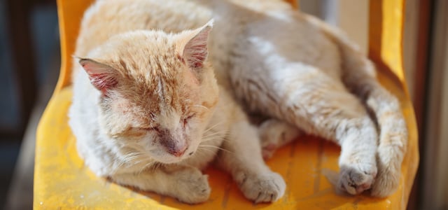 A ginger cat sitting on a yellow chair.
