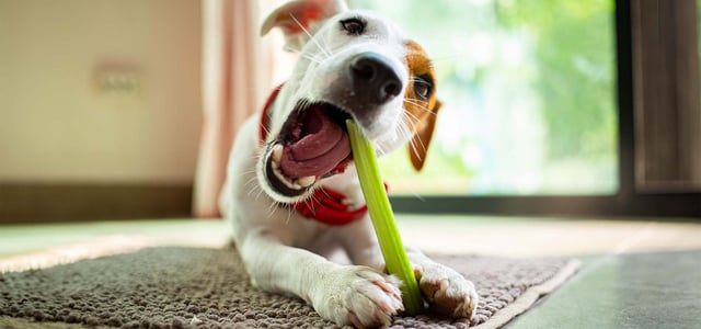 jack russell holding celery between his paws and eating it