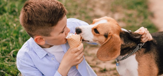 A beagle sharing an ice cream with a young boy.