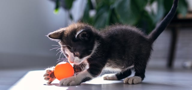 a black kitten playing with an orange ball