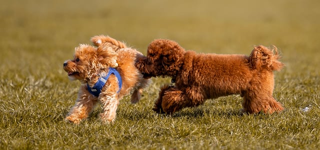 two maltipoos chasing each other