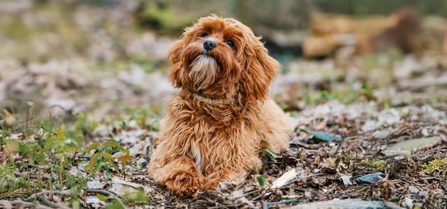 A ginger curly dog sitting in the woods.