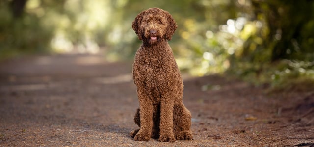 Portrait of brown labradoodle dog in forest.