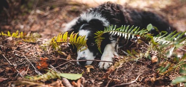 border collie looking under some leaves