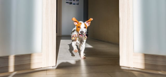 Dog running through house with toy in mouth