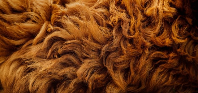 Closeup of dog fur
