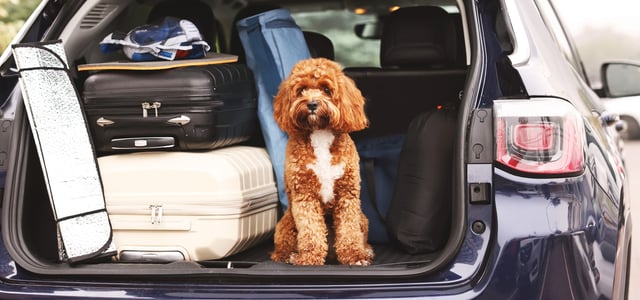 A Cavapoo sitting in a car boot.