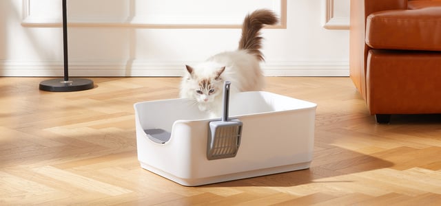a cat in his living room looking into his litter box