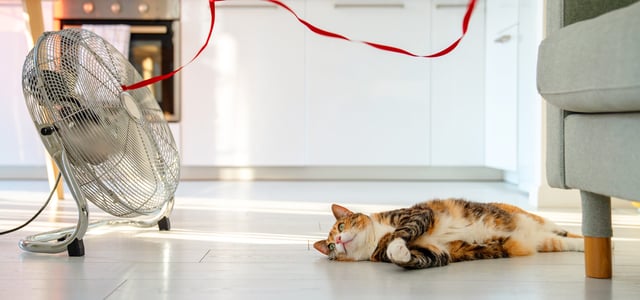 A cat laying down next to a fan.