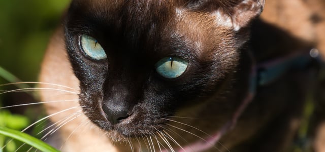 Close up of Tonkinese cat's face sitting in the sunshine