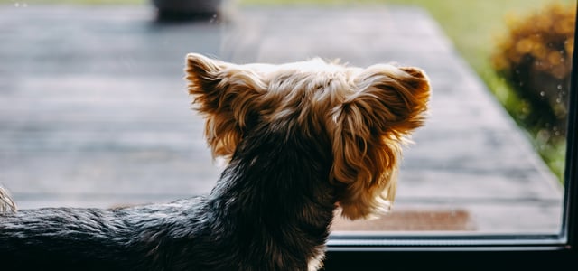 A yorkshire terrier looking out of a window.