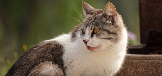 a cat sitting outdoors and drooling